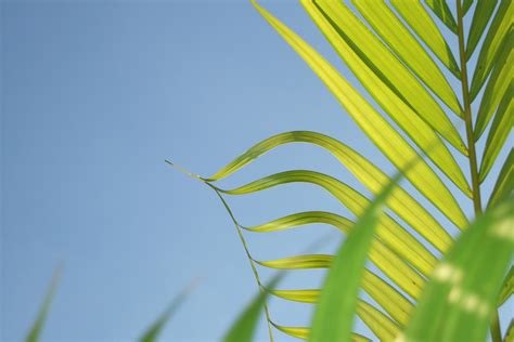 Free Images Nature Branch Sky Field Sunlight Leaf Flower Wind