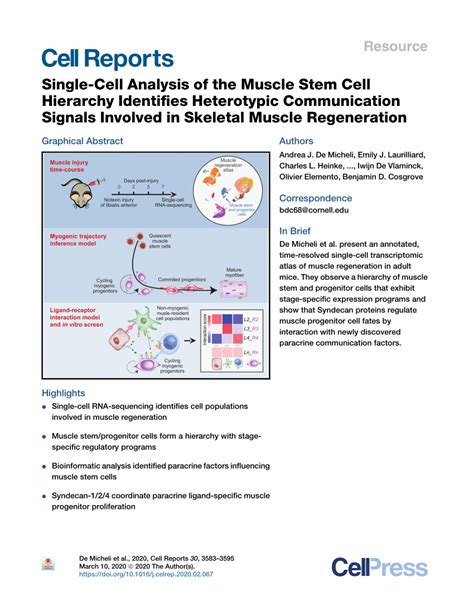 Pdf Single Cell Analysis Of The Muscle Stem Cell Hierarchy Identifies