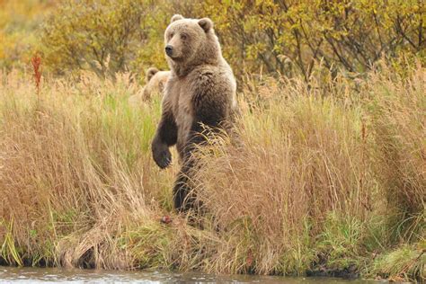 Kodiak Brown Bear Center Brown Bear Viewing Viaggi Alaska