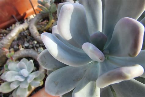 Pachyphytum Oviferum Moonstone Succulent Easy Tips For Plant Care