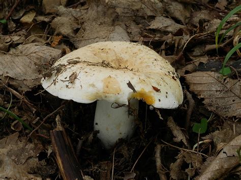 Nahubysk Fotografia Rýdzik Zelenejúci Lactifluus Glaucescens