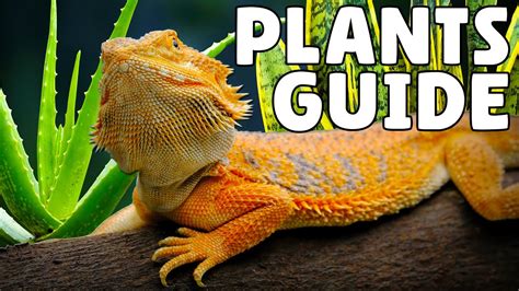 Bearded Dragon Plants Youtube