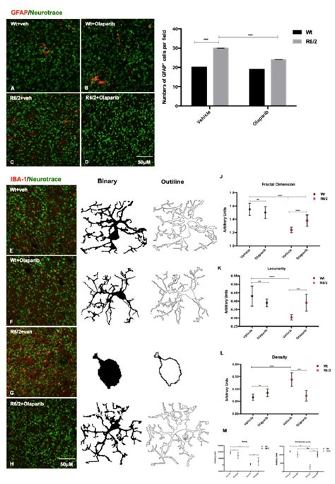 Olaparib Reduces Astrogliosis And Microglial Activation A D