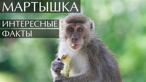 Мартышка интересные факты - YouTube