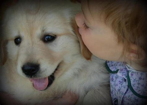 Sweet Baby kisses for a Sweet Golden Retriever Puppy - Windy Knoll ...