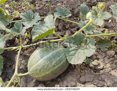 48,333 Melon Garden Background Images, Stock Photos & Vectors ...