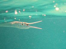 Needlefish - Wikipedia