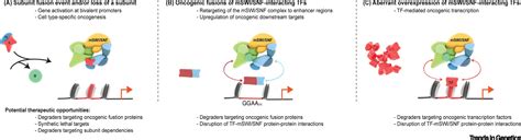 Mammalian SWI SNF Chromatin Remodeling Complexes Emerging Mechanisms