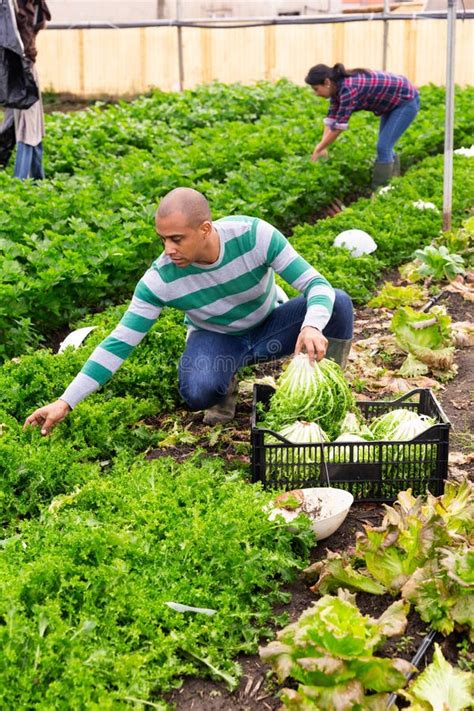 Agricultor Latino Americano Em Uma Estufa Colhe Folhas De Alface No