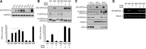 Hepatic Glucose Sensing Via The CREB Coactivator CRTC2 Science