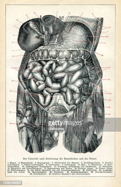 Bowel Infographic Stock Fotos Und Bilder Getty Images