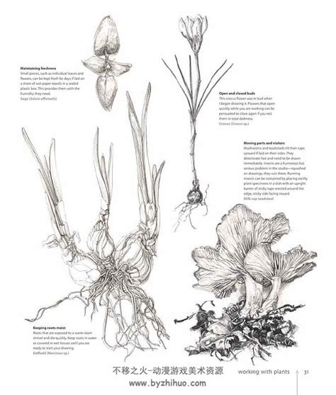 Botany For The Artist Sarah Simblet