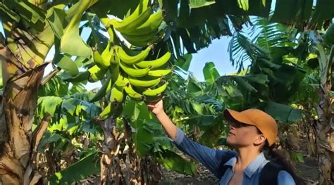 Cultivo de plátano en Nicaragua experimenta aumento