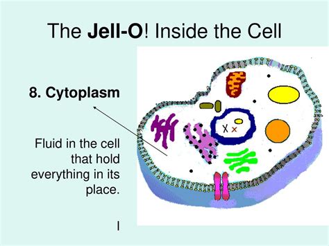 Organelles The Organs Of The Cell Ppt Download