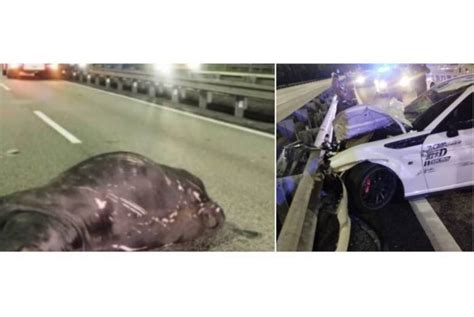 LELAKI MAUT REMPUH LEMBU TERLEPAS DI LEBUHRAYA PLUS Mekanika