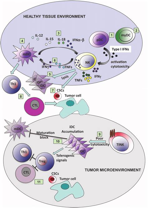 NK DC Cross Talk In Both Normal And Tumor Microenvironment Contexts