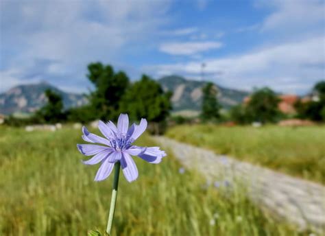 Colorado wildflower : r/naturephotography