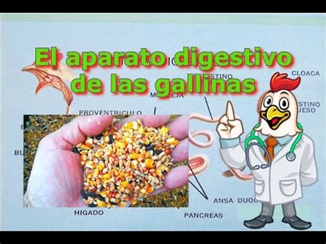 El Aparato Digestivo De Las Gallinas YouTube