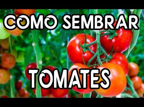 Cultivo De Tomate En Casa M Todo F Cil Parte Youtube