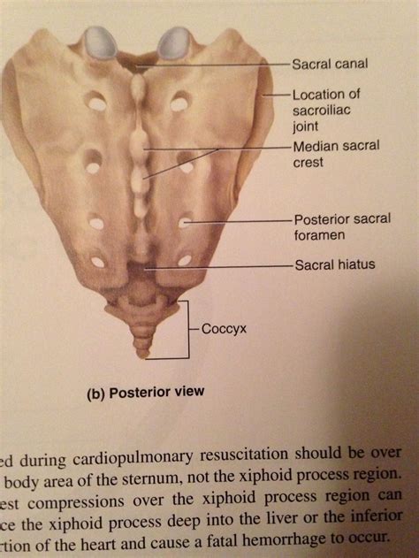 17 Best images about Anatomy & physiology Some Bio Medical on Pinterest | Axial skeleton ...