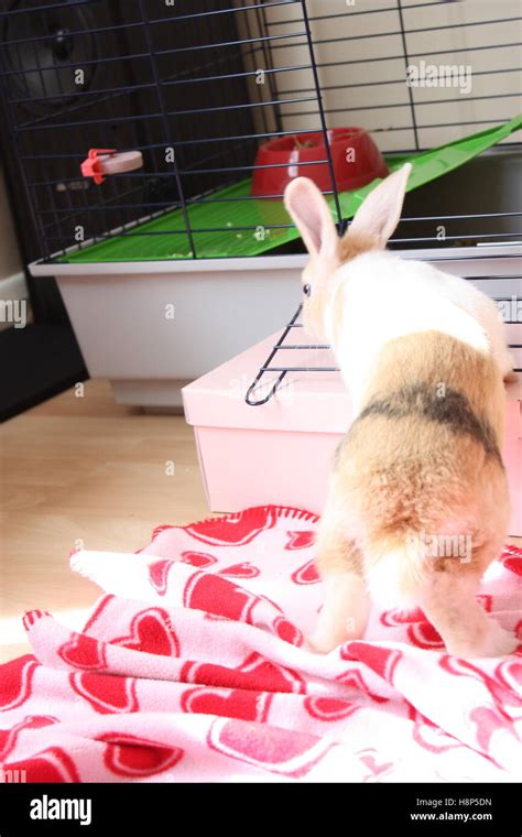 Rabbit Cage Stock Photos & Rabbit Cage Stock Images - Alamy