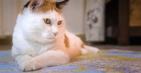 What You Need To Know About Seizures In Cats Pumpkin