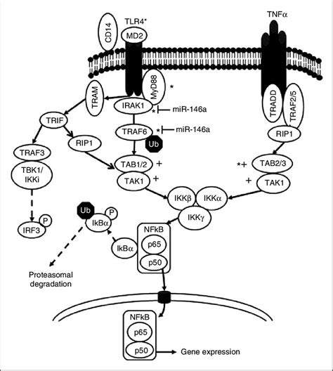 Putative Mirna Target Proteins In The Signaling Pathways Activated