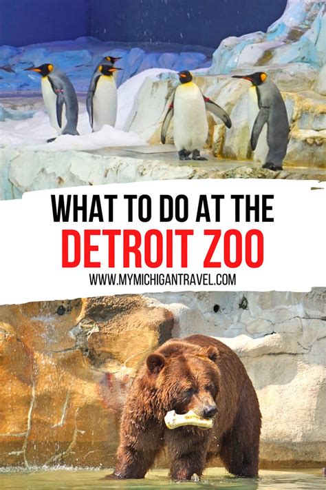 Detroit zoo – Artofit