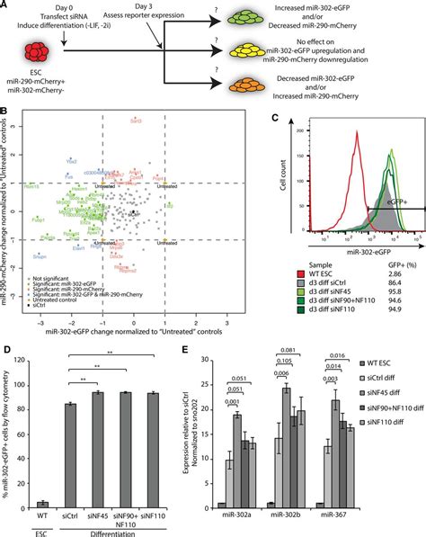 Nf45 And Nf90 Nf110 Coordinately Regulate Esc Pluripotency And Differentiation