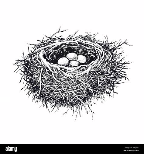 Birds Nest Hand Drawn Vector Illustration Stock Vector Image Art Alamy