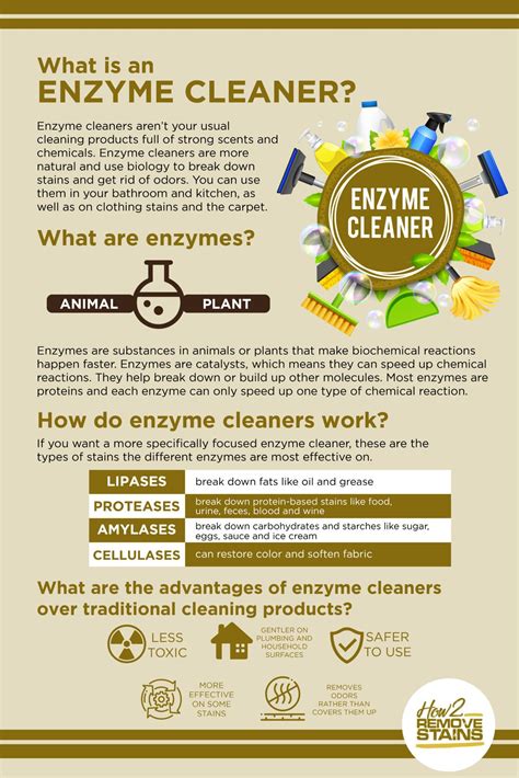 What Is An Enzyme Cleaner Detailed Answer Enzyme Cleaner