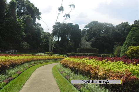 SLbeauty: Peradeniya Botanical Garden