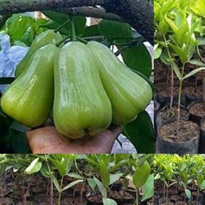 Jual Bibit Jambu Air Madu Green Cepat Berbuah Shopee Indonesia