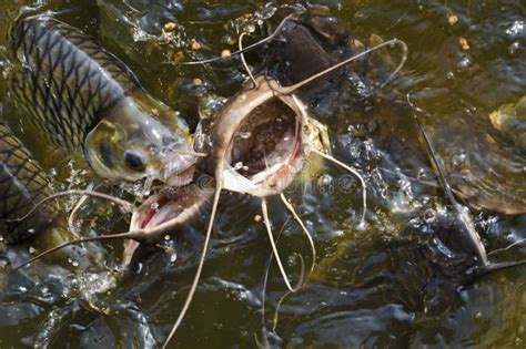 Catfish Feeding Guide At Lorie Lashbrook Blog