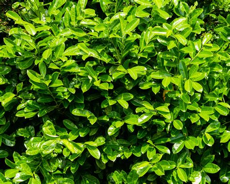 Best Screening Plants 12 Plants To Hide Garden Boundaries And Create Privacy Gardeningetc