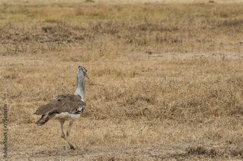 Kori Bustard Feathers