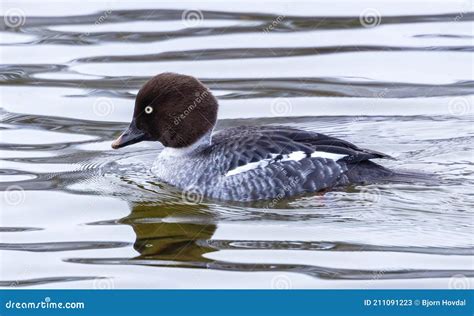 Female Common Goldeneye Duck Stock Image - Image of bird, female: 211091223