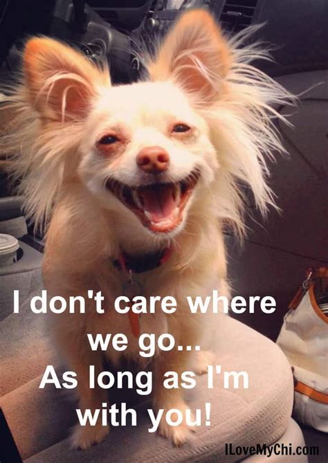 20 Heartwarming Chihuahua Memes | Chihuahua dogs, Chihuahua, Chihuahua ...