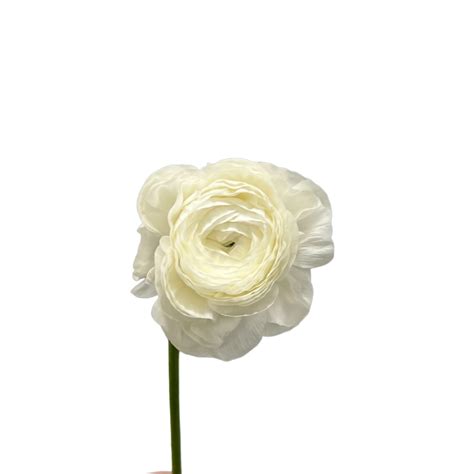 Ranunculus White Kittelberger Wholesale Florist Webster And Rochester