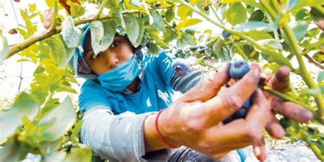 Econom A Mexicana Pese A Desaf Os Productores De Berries Ven Panorama