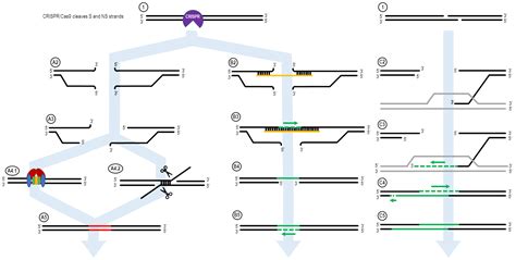 Ijms Free Full Text A Consensus Model Of Homology Directed Repair