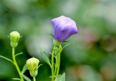 キキョウ桔梗の花の育て方と植物の特徴をわかりやすく解説