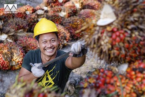 Kabar Gembira Musim Mas Beli TBS Petani Swadaya Di Atas Harga Pasar