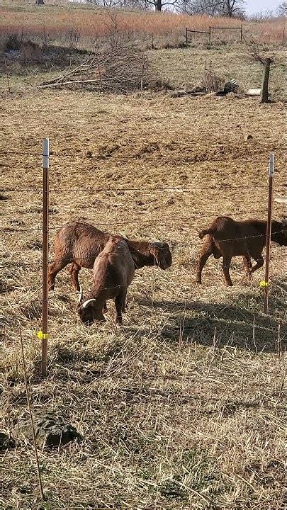 American Red Goat Vs Electric Fence Take 3 Youtube