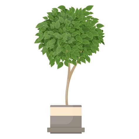 Premium Vector Ficus Benjamina