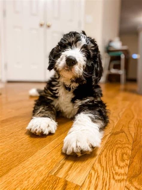 Bernedoodle Facts The Ultimate Bernedoodle Guide Artofit