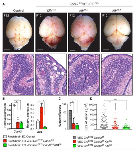 Genetic Coinactivation Of Klf Kruppel Like Factor Rescues Brain