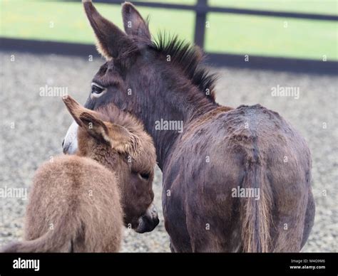 A female donkey stands with her donkey foal Stock Photo - Alamy