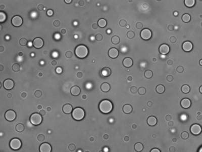 Unlocking the Code Behind Viscoelasticity in Protein-RNA Droplets ... 