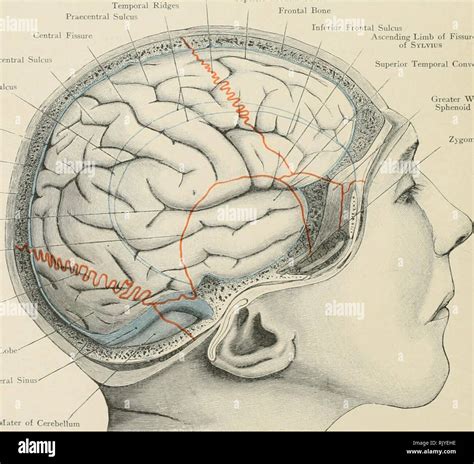 Parieto occipital hi-res stock photography and images - Alamy